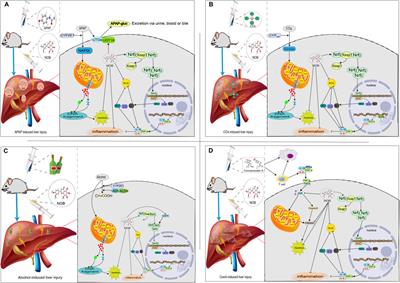 Nobiletin from citrus peel: a promising therapeutic agent for liver disease-pharmacological characteristics, mechanisms, and potential applications